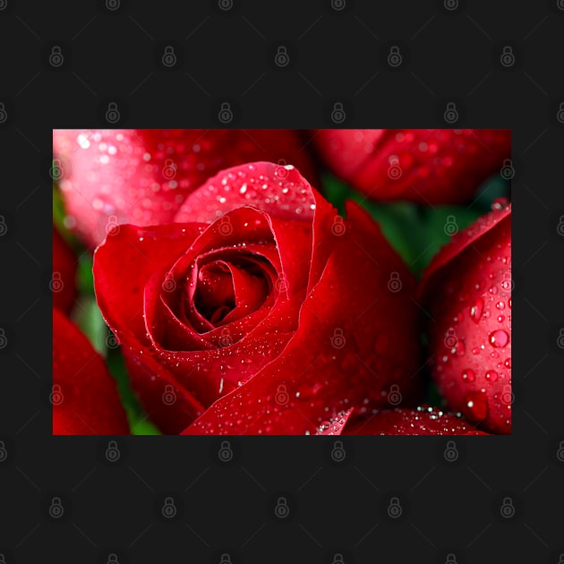 Red Wet Roses by Design A Studios