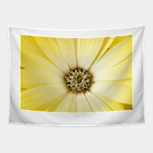 Osteospermum  Serenity Lemonade = 'Balserlem'  Serenity Series Tapestry