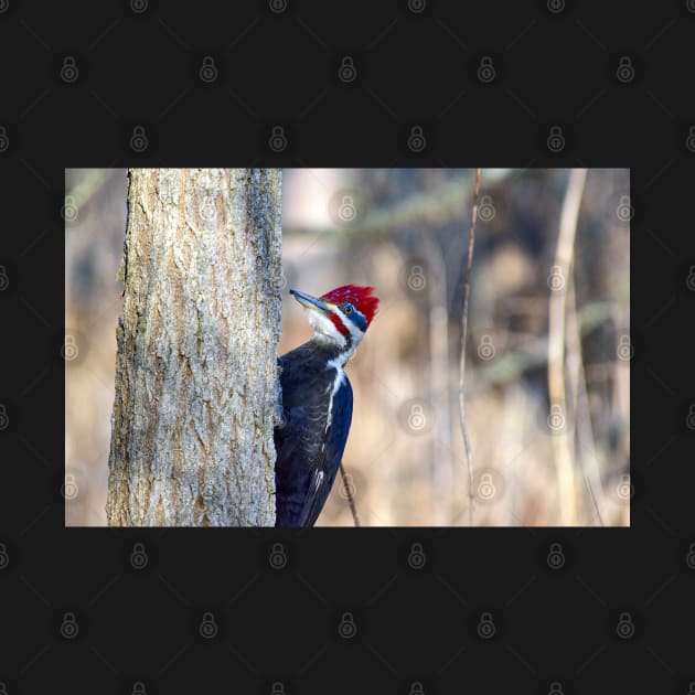 "Pileated Woodpecker" by Colette22