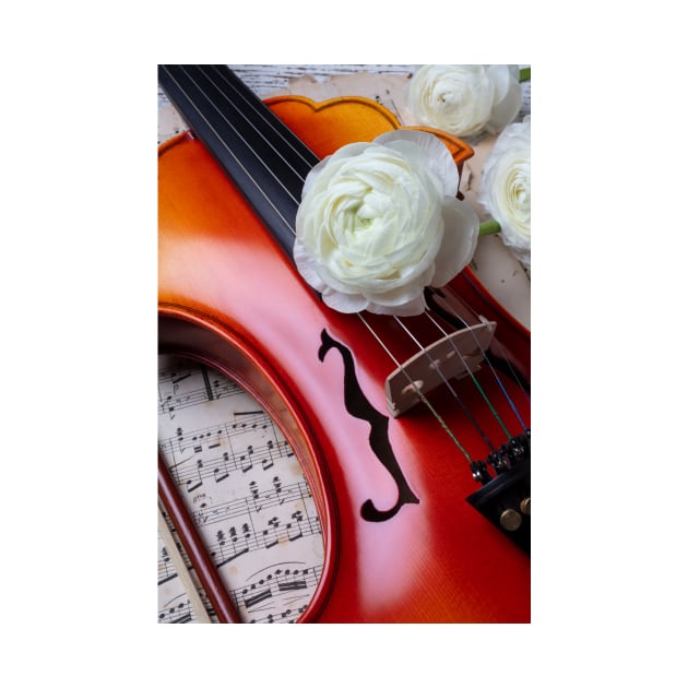 White  Ranunculus On Baroque Violin by photogarry