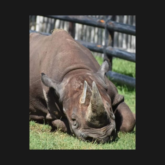 Black Rhino by Sharonzoolady