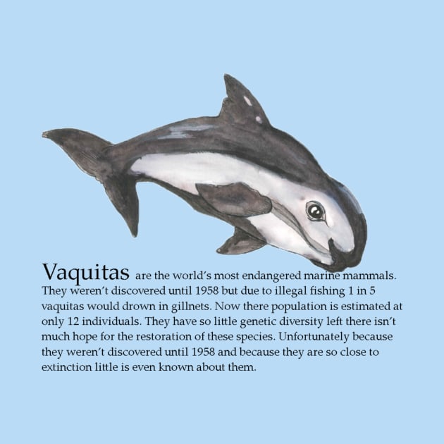 Vaquita by Mikestrauser