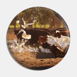 Cows & Cockatoos on an Australian Farm Pin