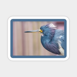 Tricolored Heron in Neck Tucked Pose Magnet