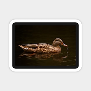 Wet Mallard Magnet