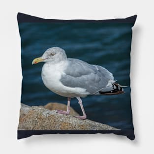 Seagull On The Breakwater Wall Pillow