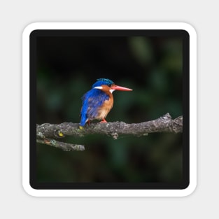 Malachite Kingfisher Magnet