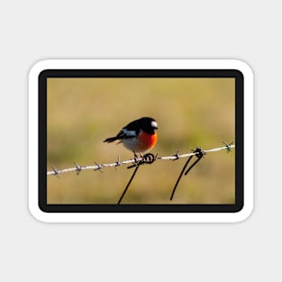 Scarlet Robin Magnet