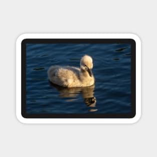 Cygnet (Baby Swan), Sunshine Coast Magnet