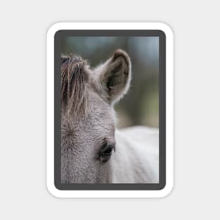 Konik horse portrait Magnet