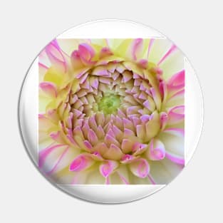 Macro Bright Pink, Yellow And White Dahlia Bloom Pin