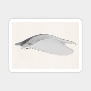 Aerial Manta Ray Magnet