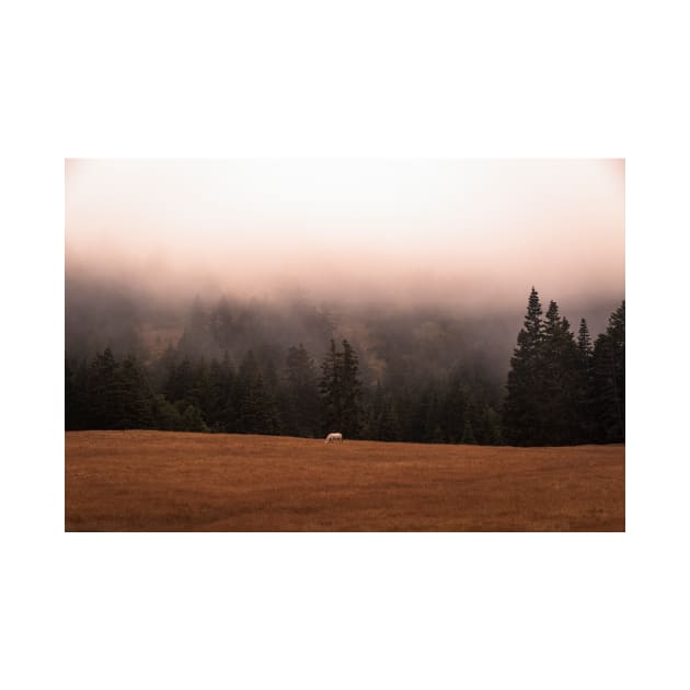 White horse near foggy mountain by blossomcophoto