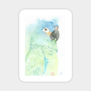 blue-winged macaw parrot portrait watercolor painting tropical pet Magnet