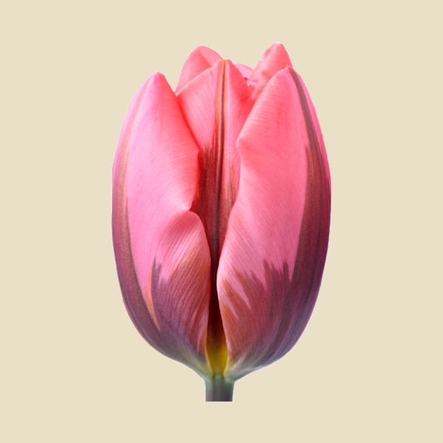 Tulipa &#39;Pretty Princess&#39; Triumph Group Tulip by chrisburrows