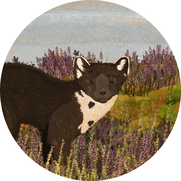 Pine Marten Kids T-Shirt by KatherineBlowerDesigns