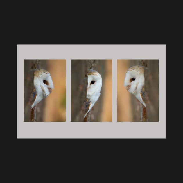 Barn Owl Triptych by mansaards