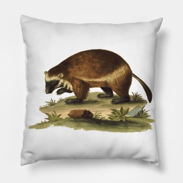 Vintage Illustration of the Honey Badger Pillow by Naves