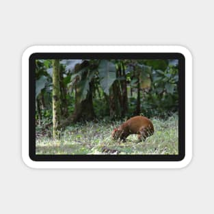 Agouti Magnet