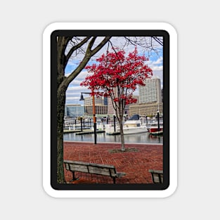 Red Maple and Red Boat Magnet