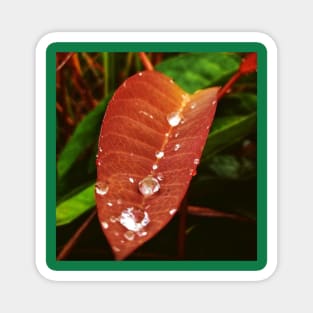 dew drops on young leaf Magnet