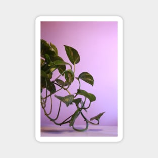 Money plant photography Magnet