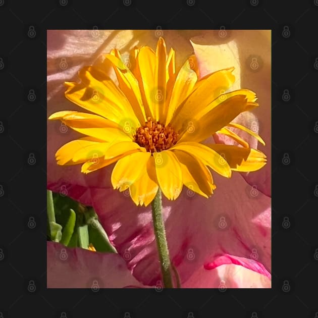 Rising Yellow Daisy Flower by Photomersion