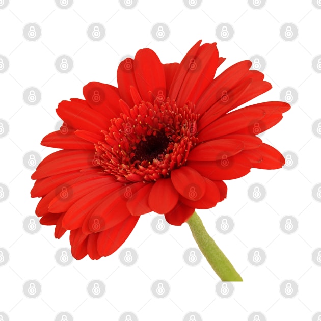 Red Gerbera Daisy by Shirasaya