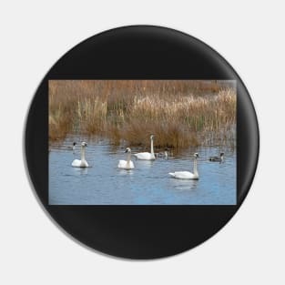 Tundra Swans Pin