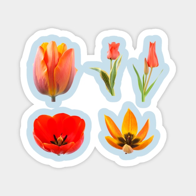 Tulips Magnet by chrisburrows