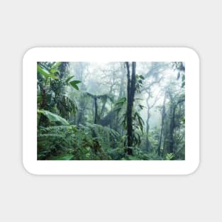 Monteverde Cloud Forest Magnet