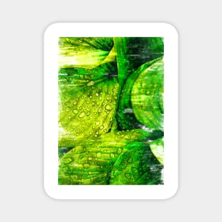 Water Droplets Green Leaves - For plant lovers Magnet