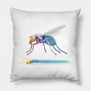 Evolution Hox Genes Similarities Housefly and centipede Pillow