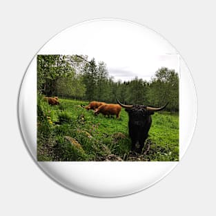 Scottish Highland Cattle Cows and Bull 2412 Pin