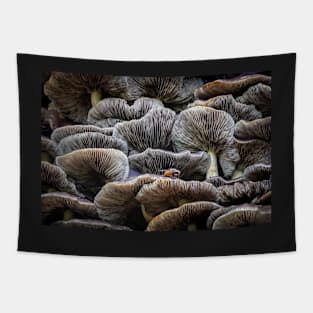 Sulphur Tuft Mushrooms with Fly Tapestry