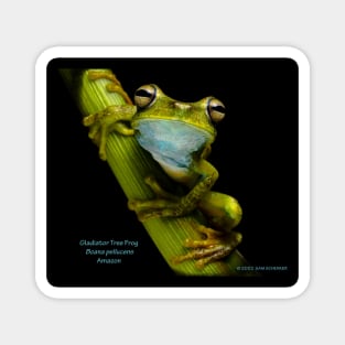 Gladiator Tree Frog Magnet