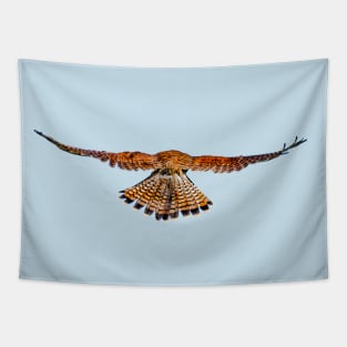 Rear view of a hovering Kestrel Tapestry