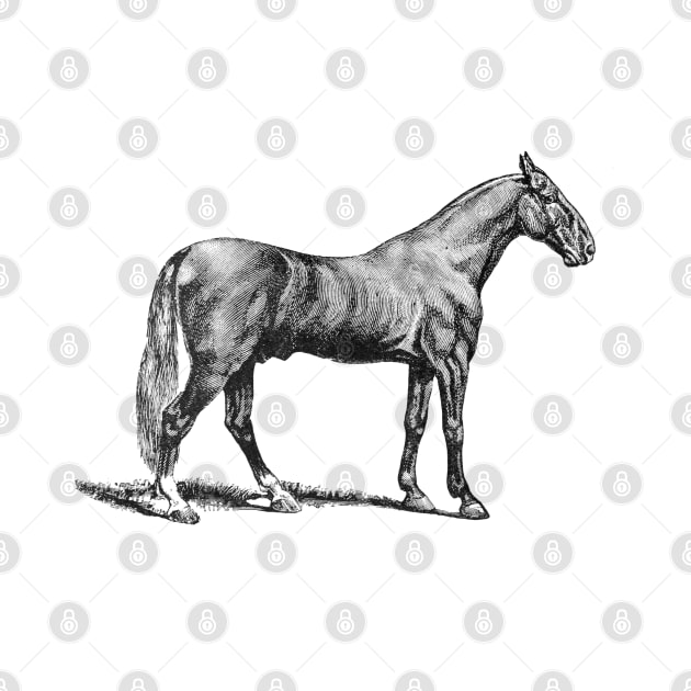 Horse Black and White Illustration by Biophilia