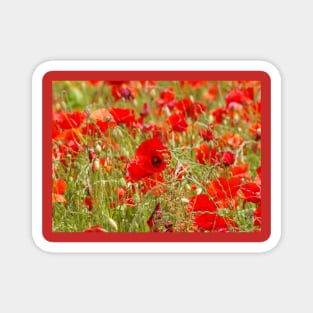 Field of poppys Magnet