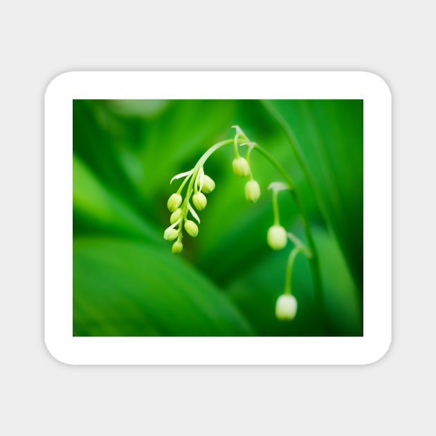 Lily of the Valley Magnet by ansaharju