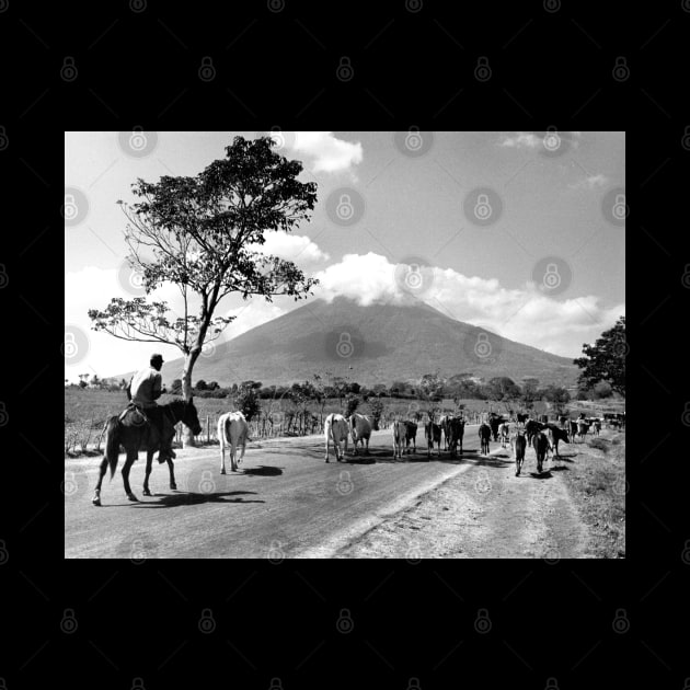 Vintage Photo of Cattle Drive past San Miguel Volcano by In Memory of Jerry Frank