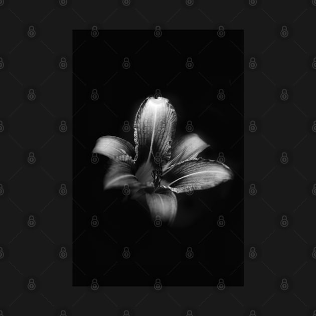 Flower with Black Background by Islanr