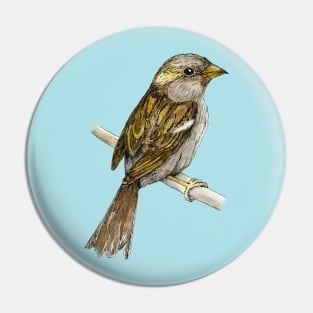 House sparrow colored ink drawing Pin