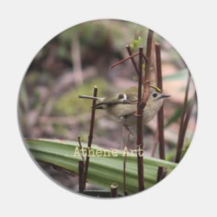 Goldcrest Bird perched on a twig Photograph Pin
