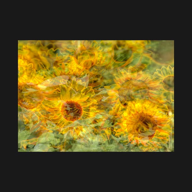 Sunflower, sunflower, abstract, (Helianthus annuus) by Kruegerfoto