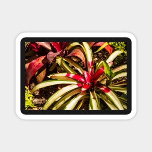 Colorful Bromeliad Magnet