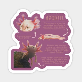 Animal Facts - Axolotl Magnet