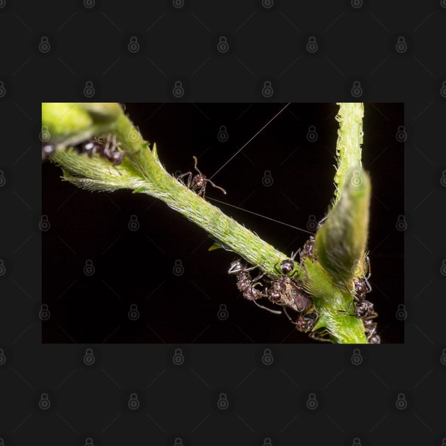 Unique and organic photo of a swarm of ants tending a treehopper by AvonPerception