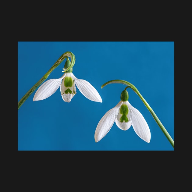 Two Snowdrops with Blue Background by TonyNorth