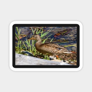 Female Duck on the Shoreline. Magnet